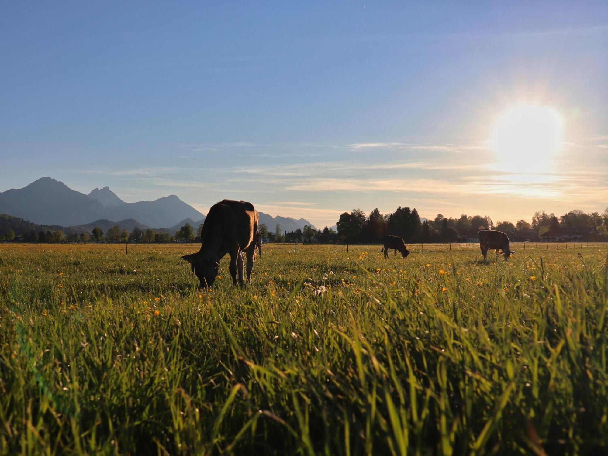 Gaestehaus Koepf Füssen Exteriör bild