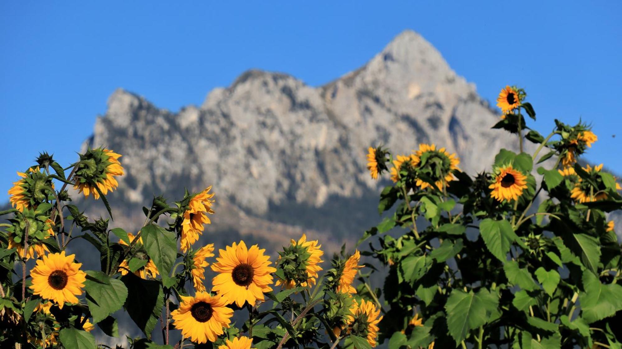 Gaestehaus Koepf Füssen Exteriör bild